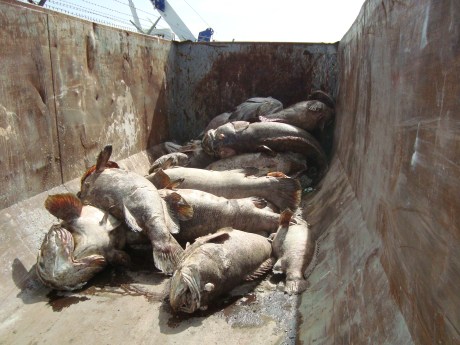 Goliath Groupers killed nuclear power plant