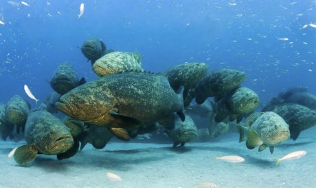 Goliath Grouper spawning aggregation or singles bar