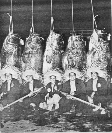 Goliath groupers were fished to near extinction in the United States. Trophy fishing in the 1950s; Key West, Florida. Credit: anonymous