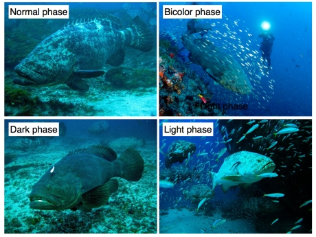 Goliath groupers and their color phases. Photo Credit: Mike Phelan, Alang Chung
