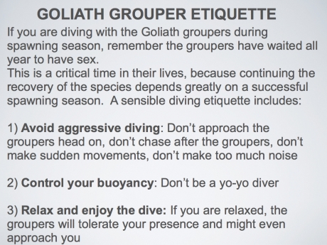 Goliath grouper etiquette.003.003