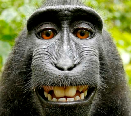 Monkey selfie. Copyright: the monkey
