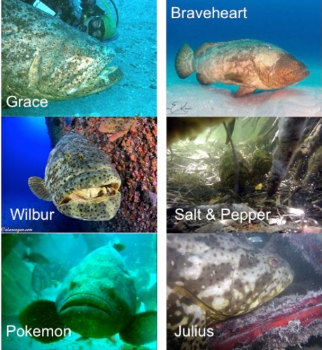 All Groupers Plate v2